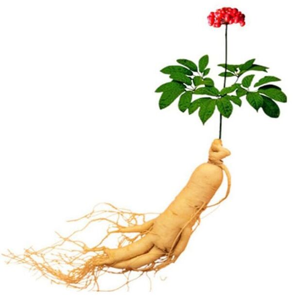 Ginseng root xtrakex-en (1)
