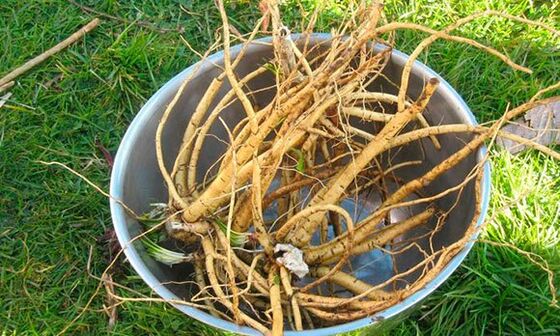 calamus root potentzia handitzeko