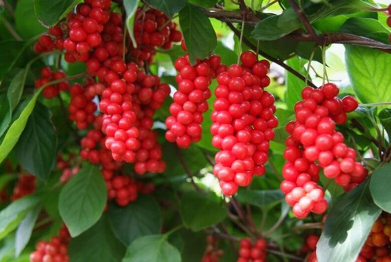 Schisandra potentzia handitzeko